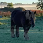 Vikingbnb